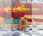 Small Photo #12 Pomeranian Puppy For Sale in BOCA RATON, FL, USA