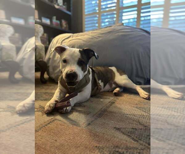 Medium Photo #12 Mutt Puppy For Sale in Abbeville, LA, USA