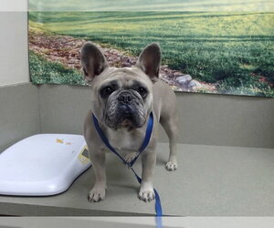 French Bulldog-Unknown Mix Dogs for adoption in Moreno Valley, CA, USA