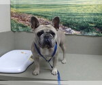 Small French Bulldog Mix