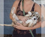 Small #4 Mutt