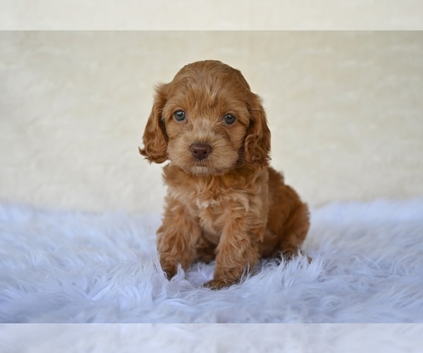 Medium Photo #3 Cock-A-Poo Puppy For Sale in MILLERSBURG, OH, USA