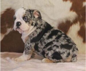 English Bulldog Puppy for sale in MARSHFIELD, MO, USA