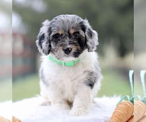 Cockapoo Puppy for Sale in GORDONVILLE, Pennsylvania USA