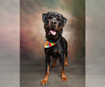 Small #1 Rottweiler