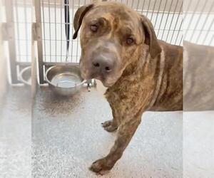 Mutt Dogs for adoption in Houston, TX, USA