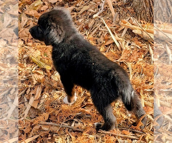 Medium Photo #6 Aussiedoodle Puppy For Sale in ONAWAY, MI, USA