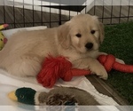 Small Photo #1 Golden Retriever Puppy For Sale in WILM, NC, USA