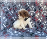 Small #6 Cavapoo (Miniature)