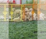 Small Photo #20 Goldendoodle Puppy For Sale in LAGUNA HILLS, CA, USA