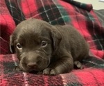 Small Photo #4 Labrador Retriever Puppy For Sale in ESCONDIDO, CA, USA