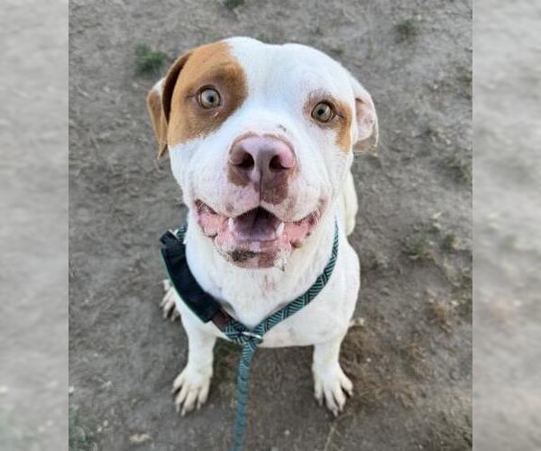 Medium Photo #2 Mutt Puppy For Sale in Bakersfield, CA, USA