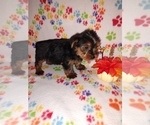 Small #2 Yorkshire Terrier