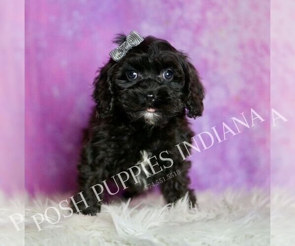 Medium Photo #2 Cavapoo (Miniature) Puppy For Sale in WARSAW, IN, USA