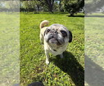 Small Photo #7 Pug Puppy For Sale in Indianapolis, IN, USA