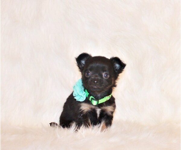 Medium Photo #51 Chihuahua Puppy For Sale in CHARLESTON, AR, USA