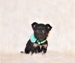 Puppy Wraya Chihuahua