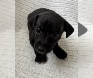 Rat Terrier Puppy for sale in WHITAKERS, NC, USA