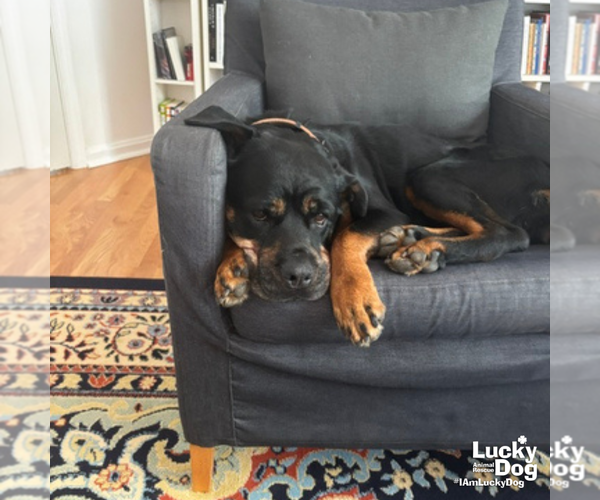 Medium Photo #17 Rottweiler-Unknown Mix Puppy For Sale in Washington, DC, USA