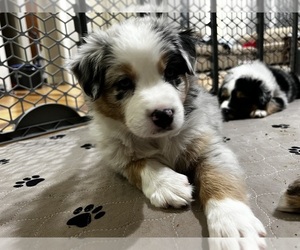 Australian Shepherd Puppy for sale in GREER, SC, USA