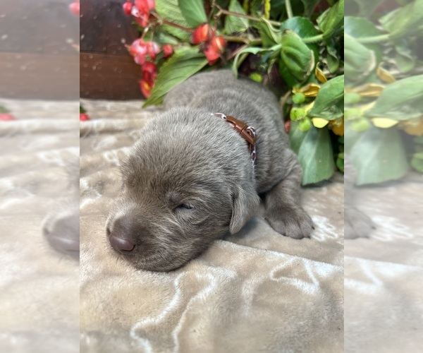 Medium Photo #12 Labrador Retriever Puppy For Sale in NEOLA, WV, USA