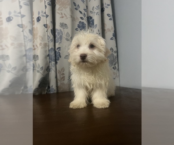 Medium Photo #15 Havanese Puppy For Sale in DURHAM, CT, USA
