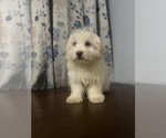 Small #14 Havanese
