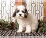Small #2 Poodle (Toy)