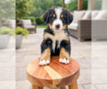 Small #3 Bernese Mountain Dog