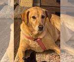 Small Labrador Retriever