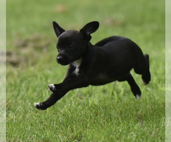 Medium Photo #8 Chihuahua-Unknown Mix Puppy For Sale in Mechanicsburg, PA, USA