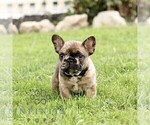 Small French Bulldog