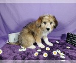 Small Photo #47 Bernedoodle-Poodle (Toy) Mix Puppy For Sale in BLACK FOREST, CO, USA