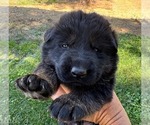 Small Photo #5 German Shepherd Dog Puppy For Sale in MARIPOSA, CA, USA
