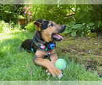Small #2 Mutt