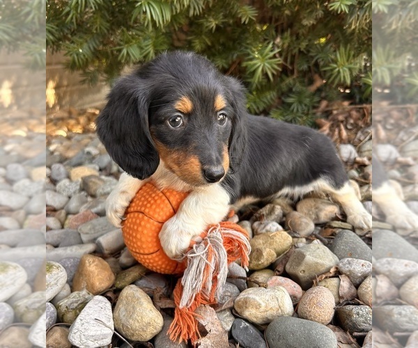 Medium Photo #3 Dachshund Puppy For Sale in MIDDLEBURY, IN, USA
