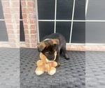 Small Photo #9 German Shepherd Dog Puppy For Sale in LANCASTER, TX, USA