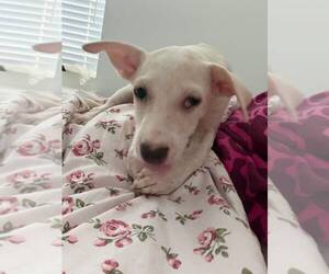Sam - Male Mutt Dog for Adoption - Photo #3