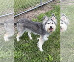 Small #2 Mutt