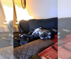 Catahoula Leopard Dog-Unknown Mix Dogs for adoption in San Antonio, TX, USA