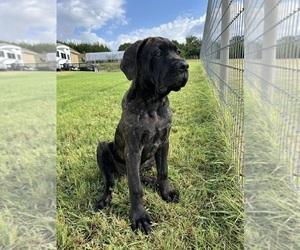 Cane Corso Puppy for sale in WEATHERFORD, TX, USA