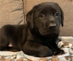 Small #1 Labrador Retriever