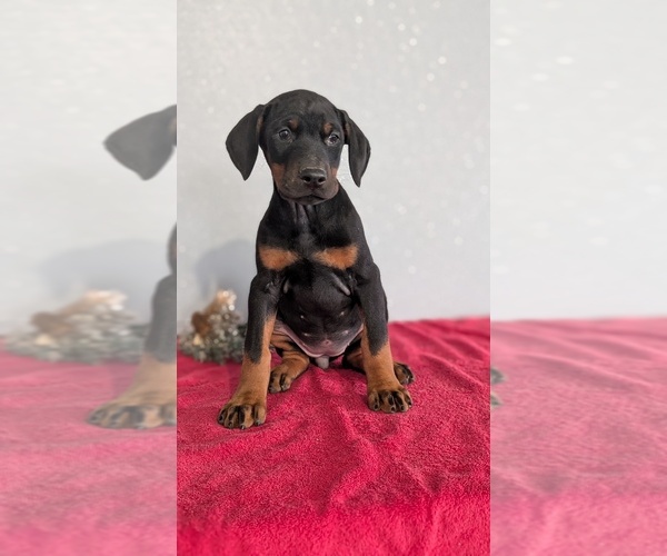 Medium Photo #63 Doberman Pinscher Puppy For Sale in GOSHEN, IN, USA