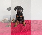 Small Photo #63 Doberman Pinscher Puppy For Sale in GOSHEN, IN, USA