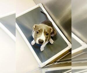 Medium American Pit Bull Terrier Mix