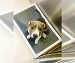 Small American Pit Bull Terrier Mix