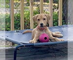 Small #5 Labrador Retriever Mix