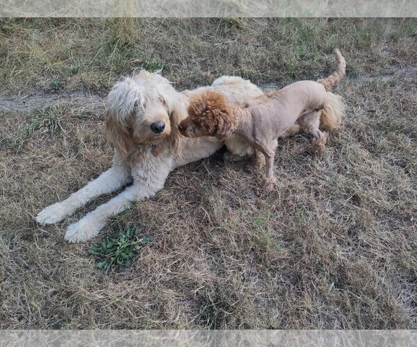 Medium Photo #3 Poodle (Toy) Puppy For Sale in Pacolet, SC, USA