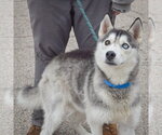 Small #2 Siberian Husky