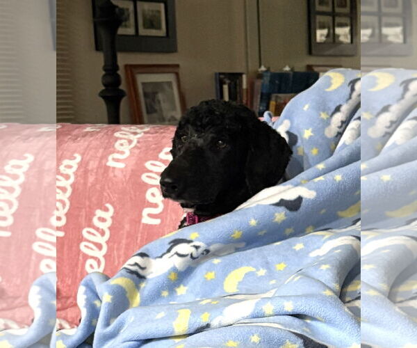 Medium Photo #4 Poodle (Standard) Puppy For Sale in Wheaton, IL, USA